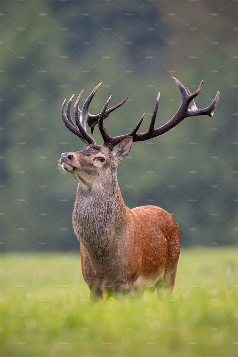 deer stock image|cool deer pics.